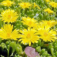 Yellow ice plant for sale  Delivered anywhere in USA 
