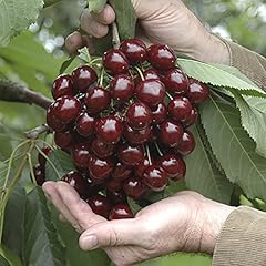 Garden stella cherry for sale  Delivered anywhere in UK