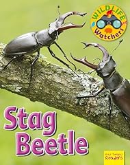 Stag beetle for sale  Delivered anywhere in Ireland