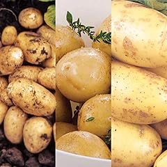 Seed potato mix for sale  Delivered anywhere in UK