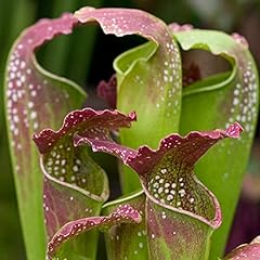 Sarracenia smoorii 30cm for sale  Delivered anywhere in UK