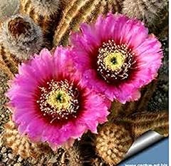 Echinocereus reichenbachii sub for sale  Delivered anywhere in UK