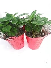 Two arabica coffee for sale  Delivered anywhere in USA 