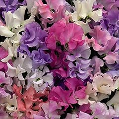 Hardy annual flower for sale  Delivered anywhere in UK