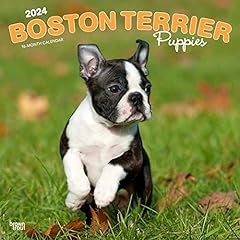Boston terrier puppies for sale  Delivered anywhere in USA 