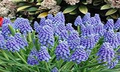 Hyacinth grape bulbs for sale  Delivered anywhere in USA 
