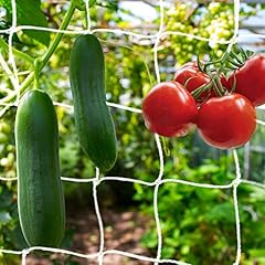 Kinglake pea bean for sale  Delivered anywhere in UK