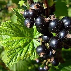 Carbeth plants fruit for sale  Delivered anywhere in UK