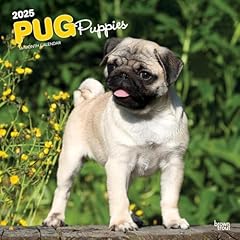 Pug puppies 2025 for sale  Delivered anywhere in UK