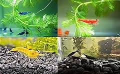 Live shrimp freshwater for sale  Delivered anywhere in USA 