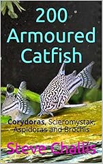 200 armoured catfish for sale  Delivered anywhere in UK