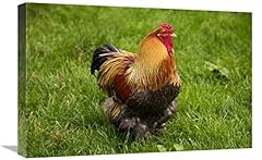 Used, Domestic Chicken, Partridge Brahma, cockerel, standing for sale  Delivered anywhere in UK