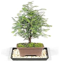 Brussel bonsai live for sale  Delivered anywhere in USA 
