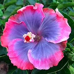 Kviter hibiscus plants for sale  Delivered anywhere in USA 