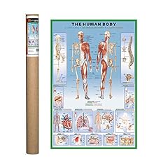 Eurographics human body for sale  Delivered anywhere in USA 