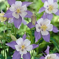Aquilegia caerulea seeds for sale  Delivered anywhere in UK