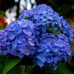 Hydrangea plant live for sale  Delivered anywhere in USA 