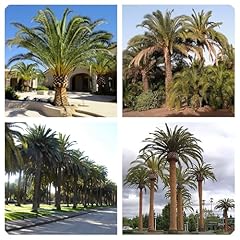 Semi phoenix canariensis usato  Spedito ovunque in Italia 