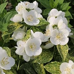 Chuxay garden philadelphus for sale  Delivered anywhere in USA 