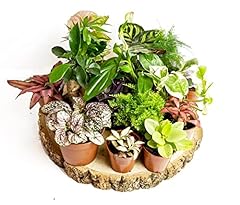 Random selection terrarium for sale  Delivered anywhere in UK