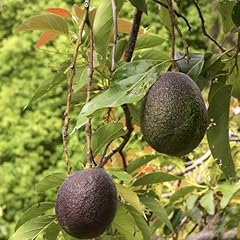 Hass avocado tree for sale  Delivered anywhere in USA 