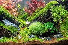 Pondplantsuk mixed amount for sale  Delivered anywhere in UK