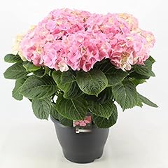 Hortensie hydrangea macrophyll gebraucht kaufen  Wird an jeden Ort in Deutschland