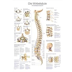 Unbekannt lehrtafel wirbelsäu gebraucht kaufen  Wird an jeden Ort in Deutschland