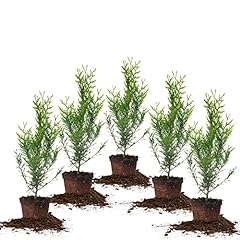 Perfect plants thuja for sale  Delivered anywhere in USA 