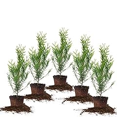 Perfect plants thuja for sale  Delivered anywhere in USA 