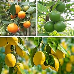 Yougarden citrus fruit for sale  Delivered anywhere in UK