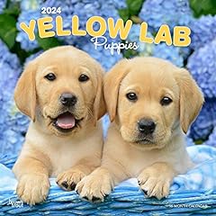 Yellow labrador retriever for sale  Delivered anywhere in UK