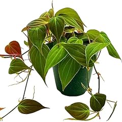 Bubbleblooms philodendron mica for sale  Delivered anywhere in USA 