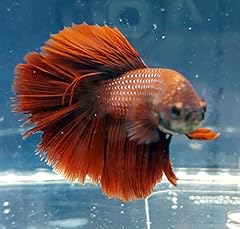 Betta splendens siamese for sale  Delivered anywhere in USA 