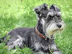 Schnauzer for sale  Delivered anywhere in USA 