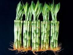 Stalks inches straight for sale  Delivered anywhere in USA 