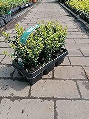 Ilex crenata stechpalmen gebraucht kaufen  Wird an jeden Ort in Deutschland
