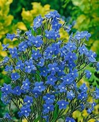 Anchusa azurea dropmore gebraucht kaufen  Wird an jeden Ort in Deutschland