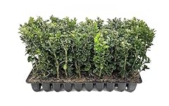 Green mountain boxwood for sale  Delivered anywhere in USA 