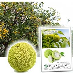 Osage orange tree for sale  Delivered anywhere in USA 