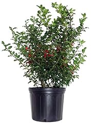 Ilex meserveae blue for sale  Delivered anywhere in USA 