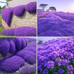 000 purple creeping for sale  Delivered anywhere in USA 