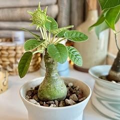 100pcs green dorstenia for sale  Delivered anywhere in UK