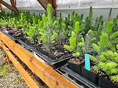 Live kaibob colorado for sale  Delivered anywhere in USA 
