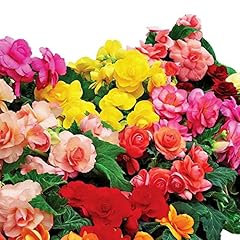 Easy grow begonia for sale  Delivered anywhere in USA 