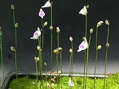 Seeds utricularia arenaria d'occasion  Livré partout en France