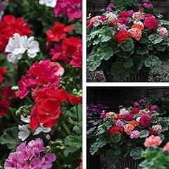 Geranium plants outdoor for sale  Delivered anywhere in UK