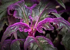 Decorative houseplant purple for sale  Delivered anywhere in USA 