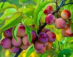 American plum tree for sale  Delivered anywhere in USA 