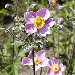 Chuxay garden anemone for sale  Delivered anywhere in USA 